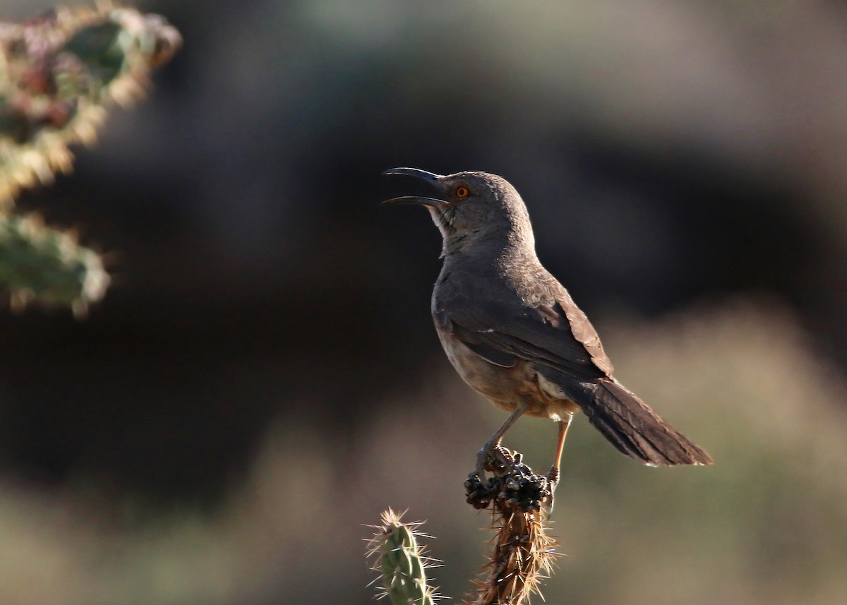 Curve-billed Thrasher - William Clark