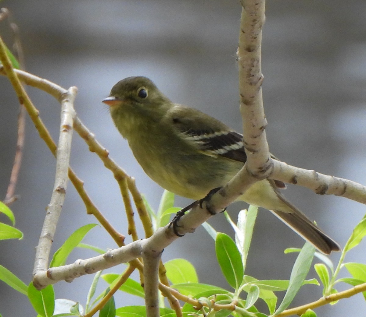 Yellow-bellied Flycatcher - Richard and Janice Drummond