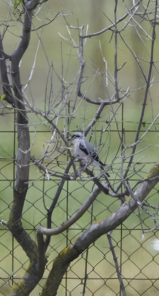 Lesser Gray Shrike - Kraig Cawley