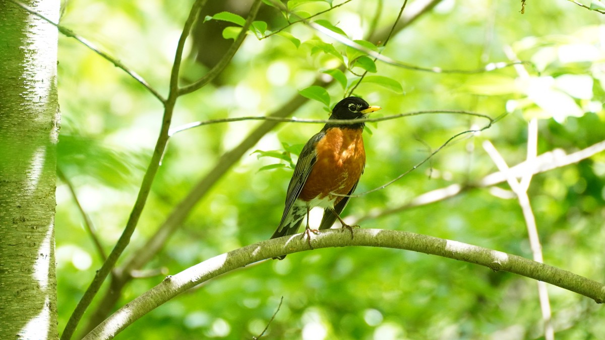 American Robin - Jennifer Hernandez