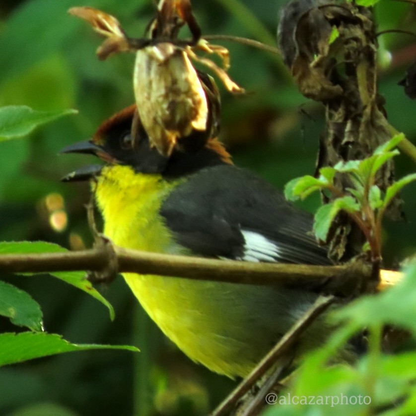 Yellow-breasted Brushfinch - Carolina Alcazar