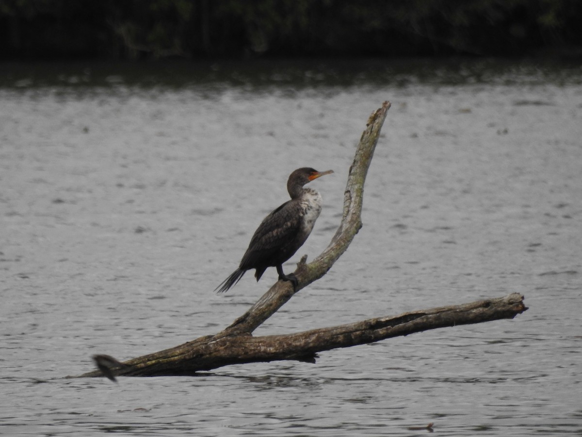 Double-crested Cormorant - ML619423822