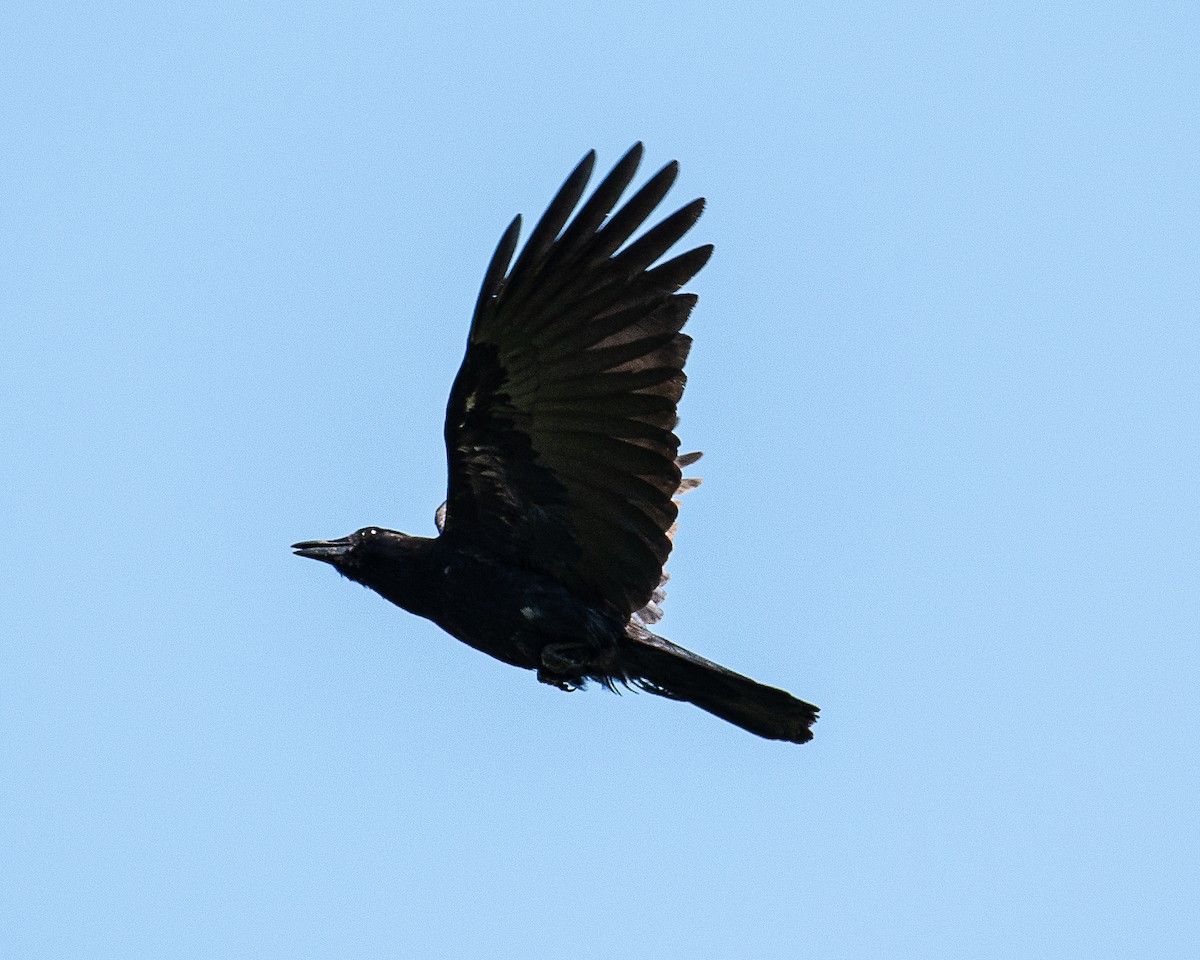 Common Raven - Martin Tremblay