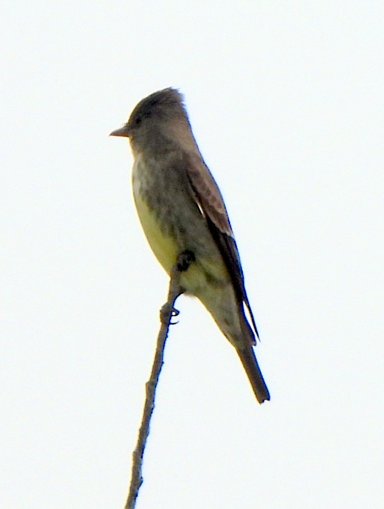 Great Crested Flycatcher - Richard and Janice Drummond