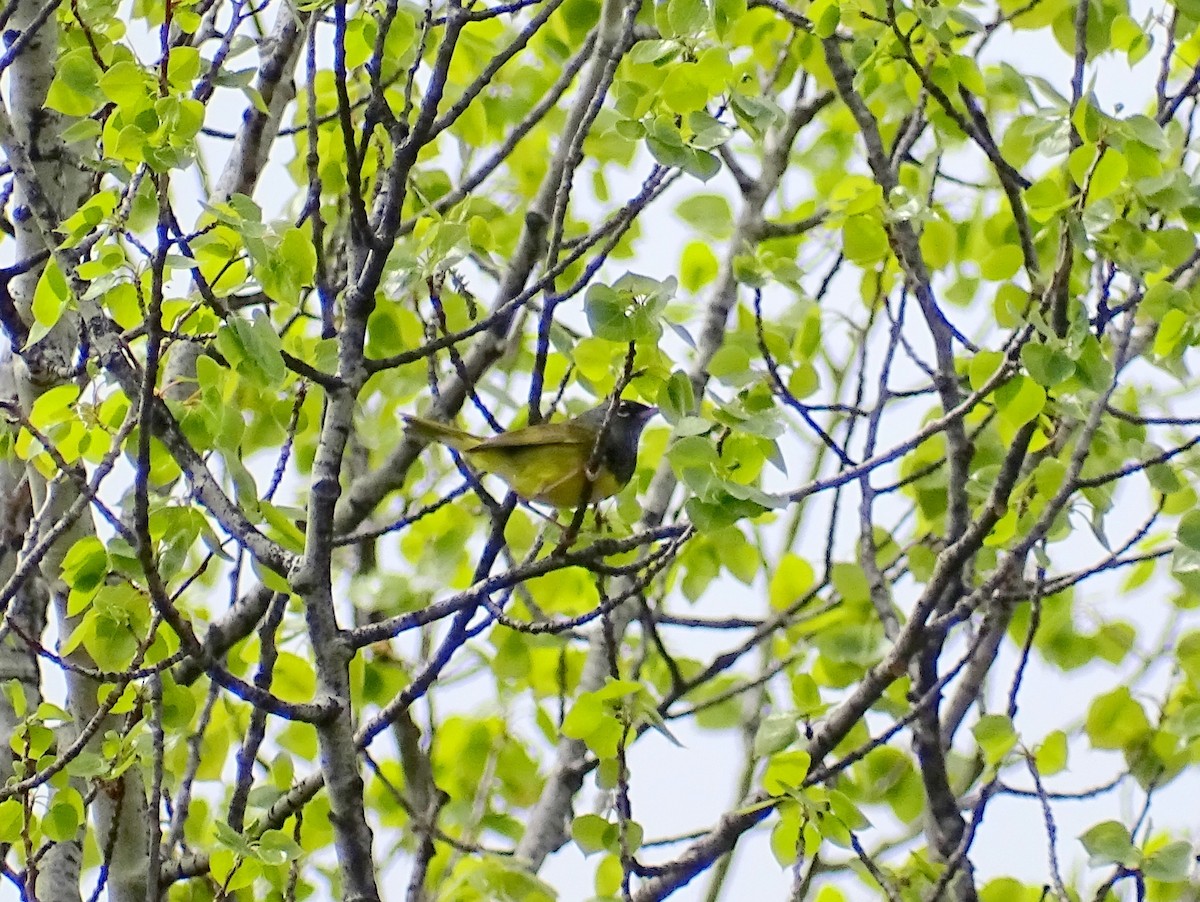 MacGillivray's Warbler - Paul Foth