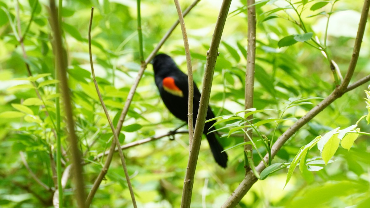 Red-winged Blackbird - Jennifer Hernandez