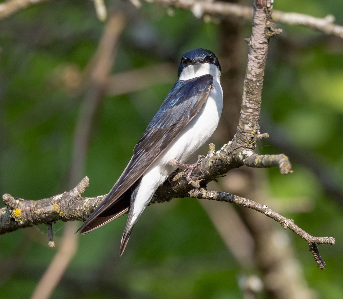 Tree Swallow - Greg Harrington