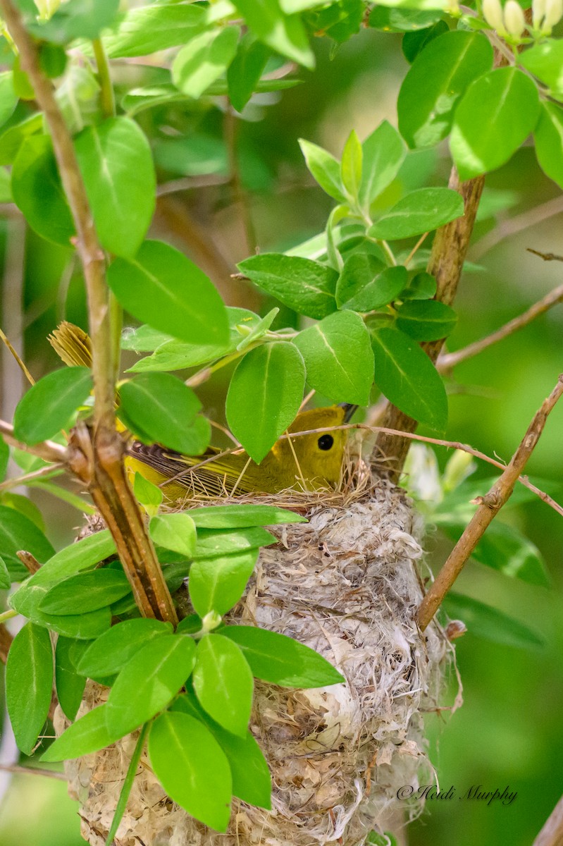 Yellow Warbler - Heidi Murphy