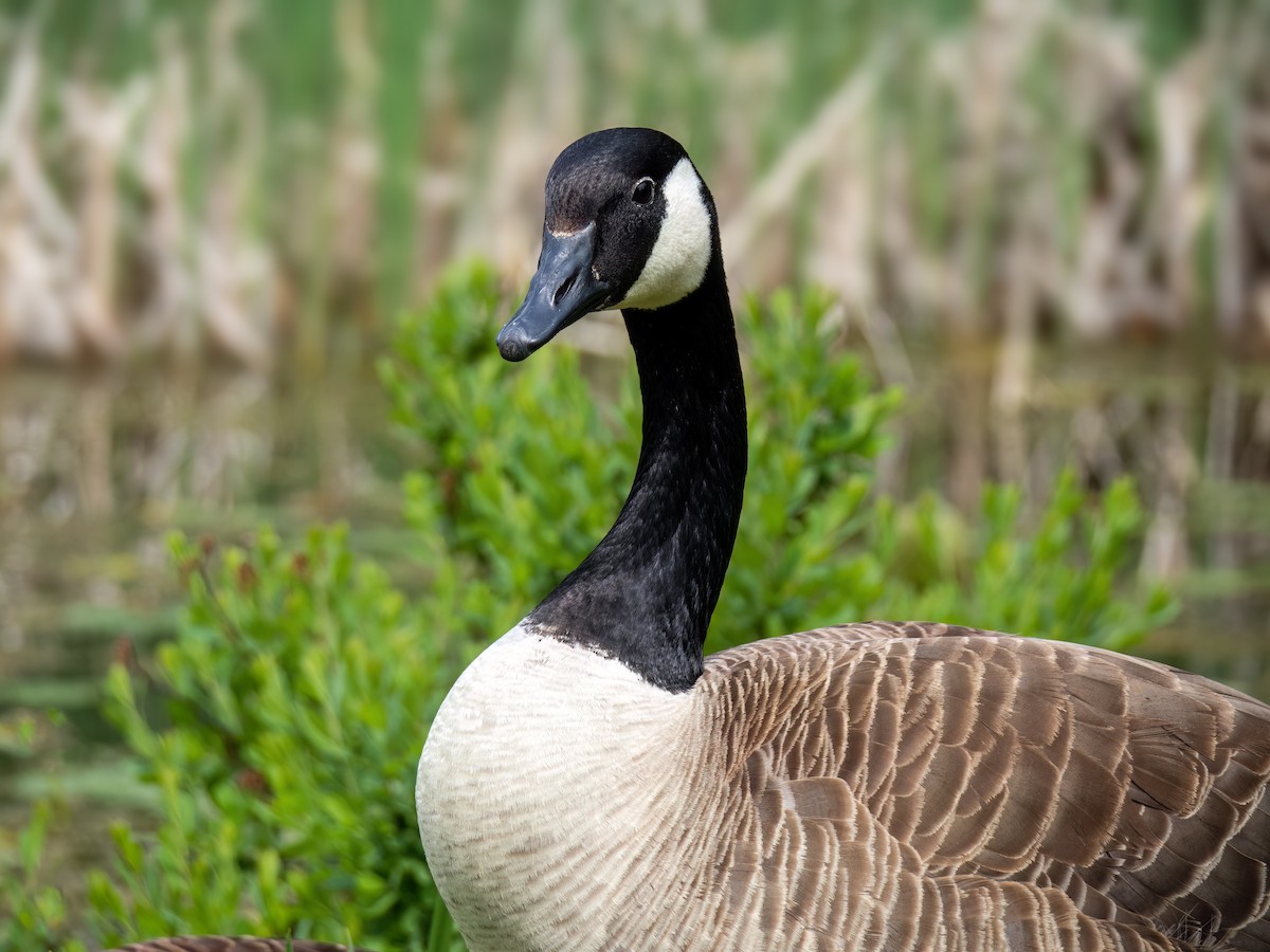 Canada Goose - ML619423885