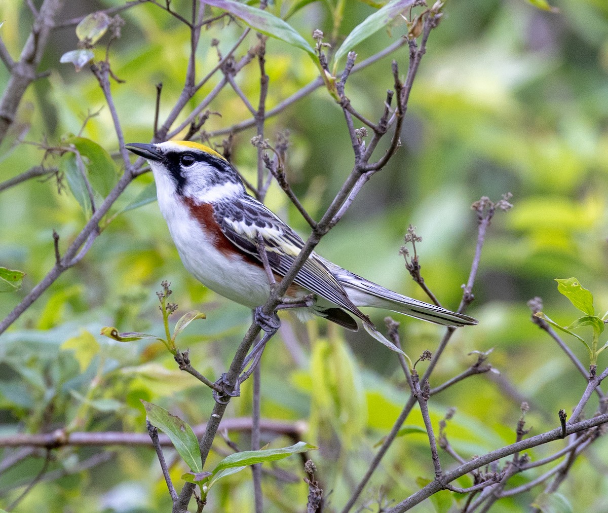 Chestnut-sided Warbler - Greg Harrington