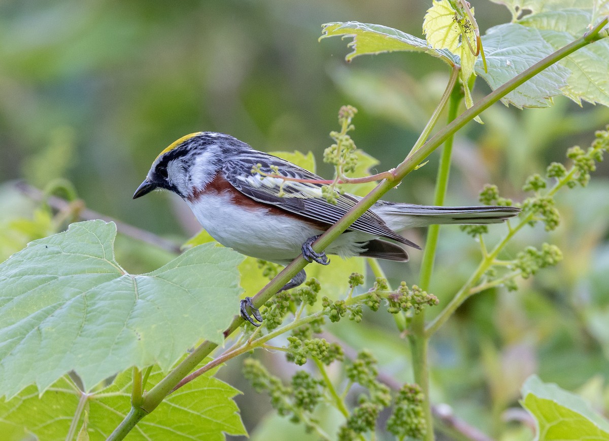 Chestnut-sided Warbler - Greg Harrington