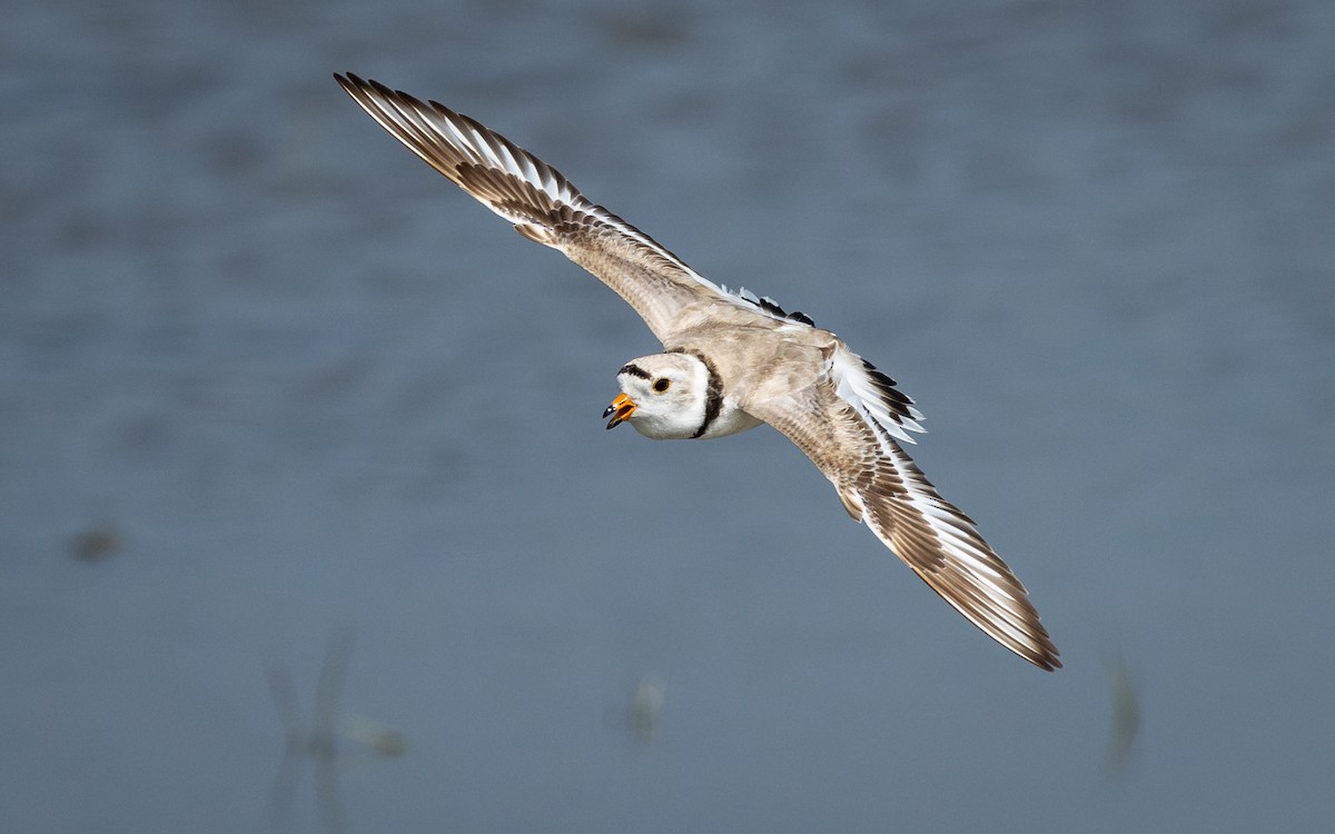 Piping Plover - Atlee Hargis