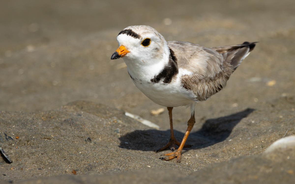 Piping Plover - Atlee Hargis