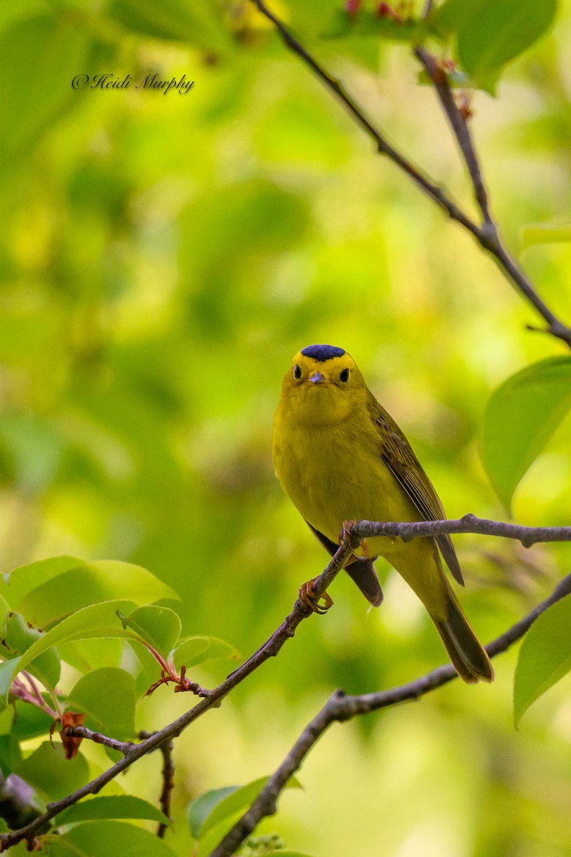 Wilson's Warbler - Heidi Murphy