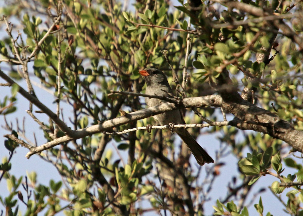 Black-chinned Sparrow - William Clark