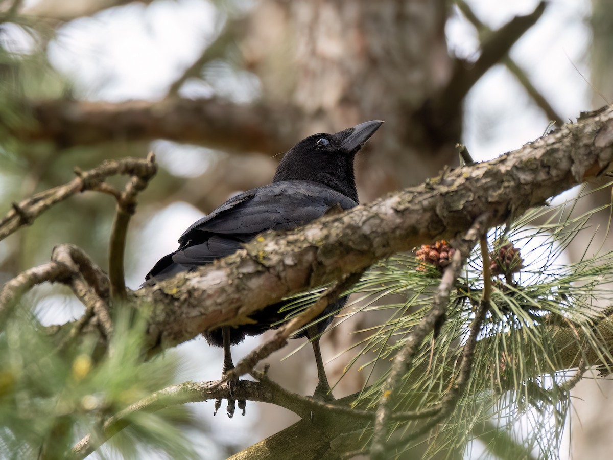 American Crow - Danielle  A