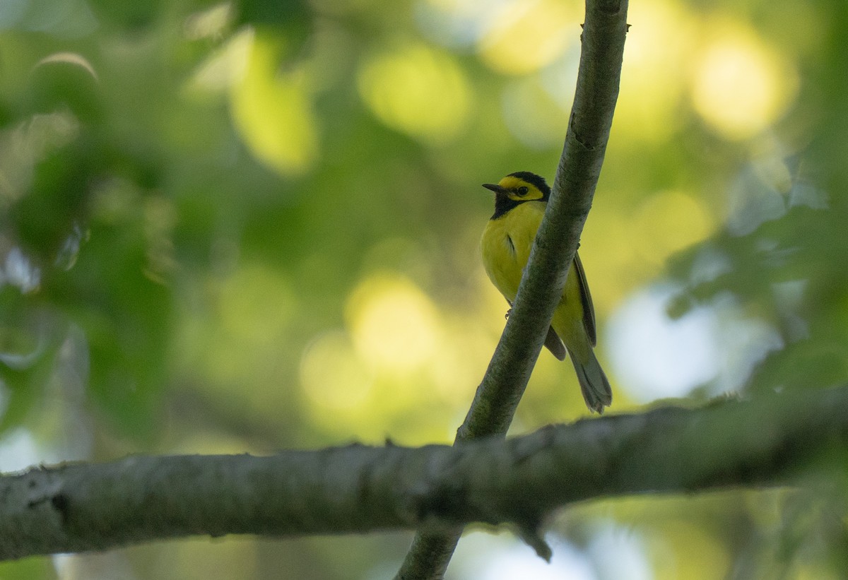 Hooded Warbler - Michael Saylor