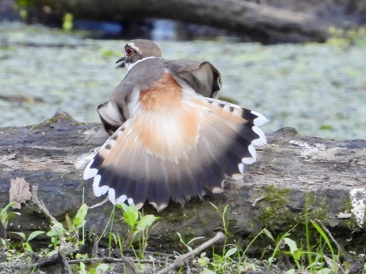 Killdeer - ML619423958