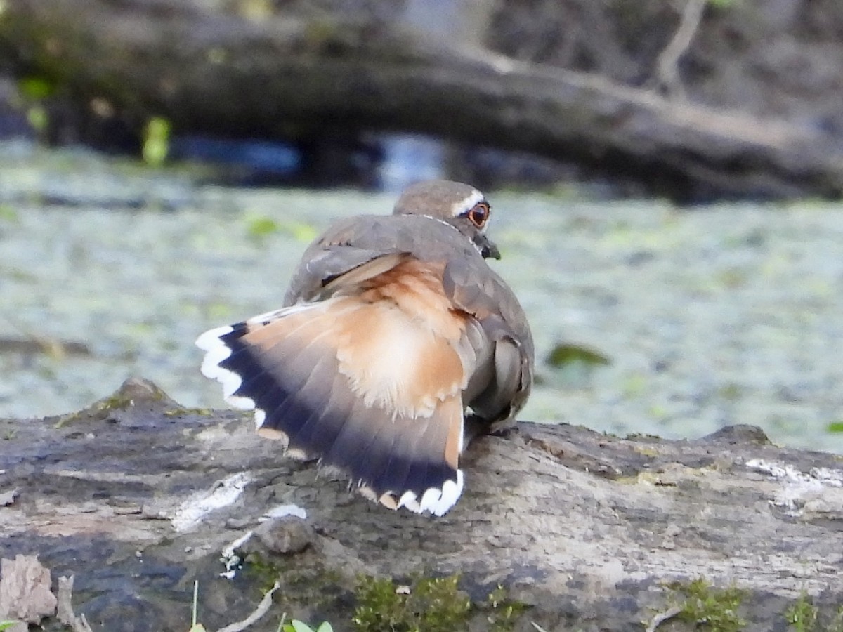 Killdeer - Robin M