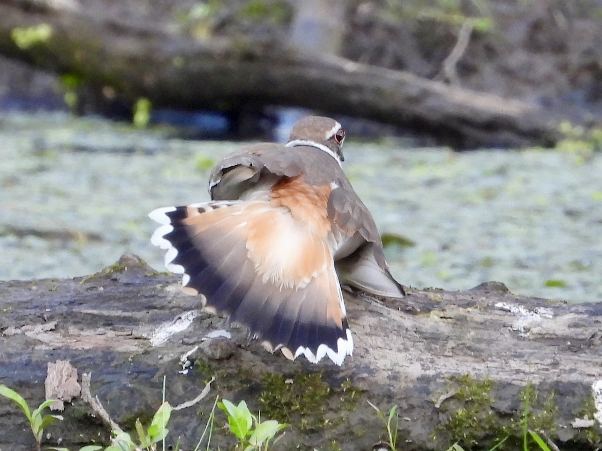 Killdeer - ML619423960