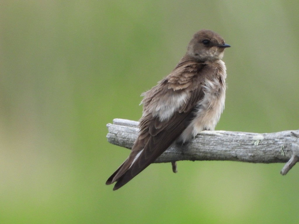 Northern Rough-winged Swallow - Elisabeth Cassinari