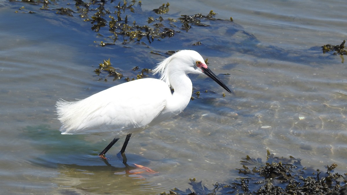 Snowy Egret - ML619423962