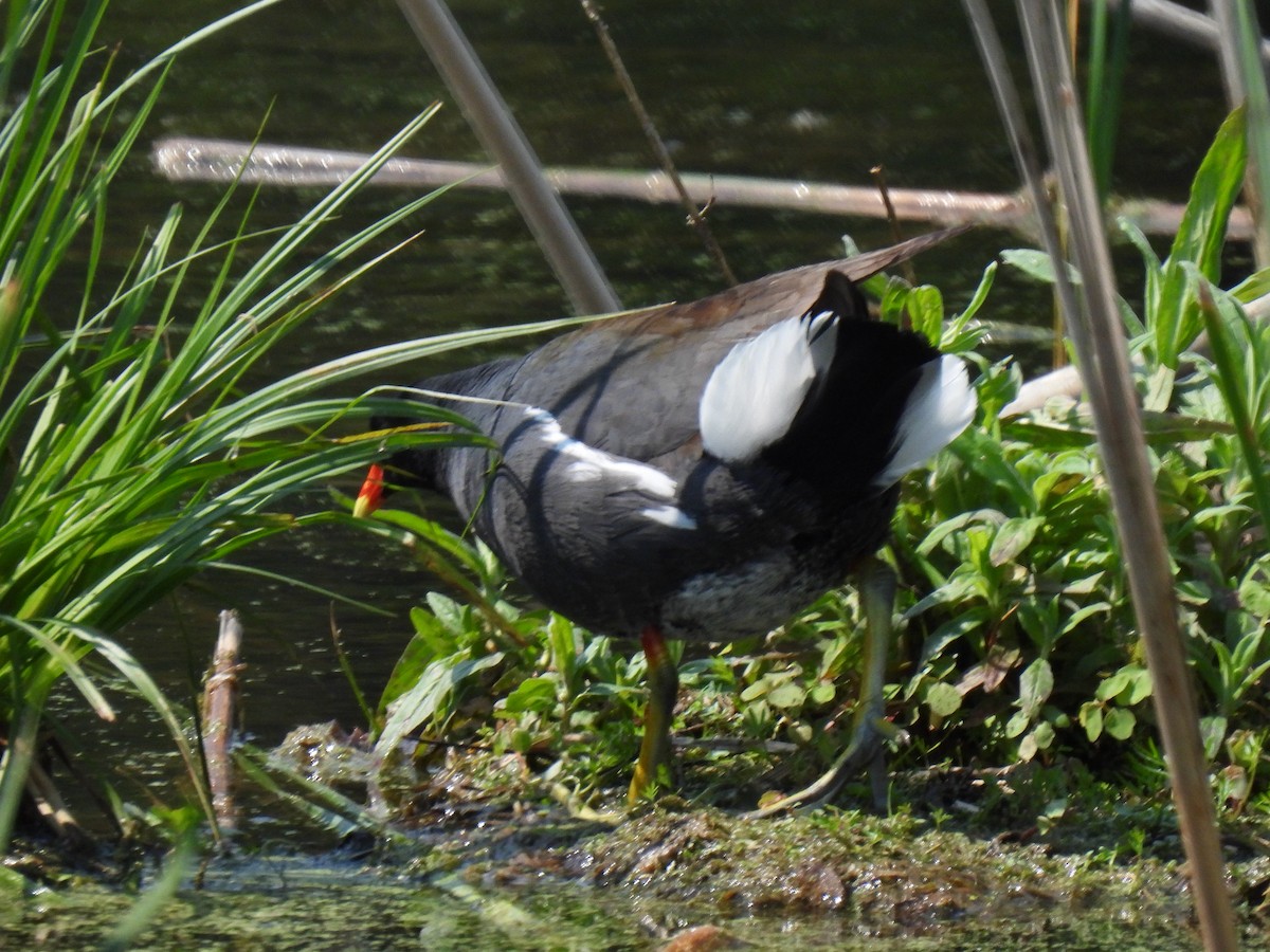 Common Gallinule - Kris Ito