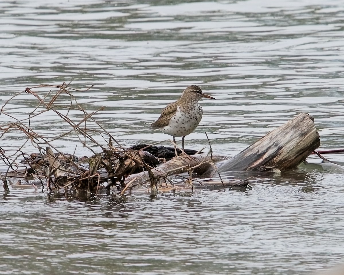 Spotted Sandpiper - Frank Letniowski