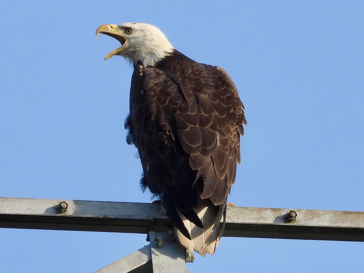 Bald Eagle - Robin M