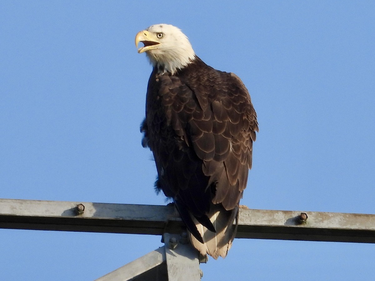 Bald Eagle - Robin M