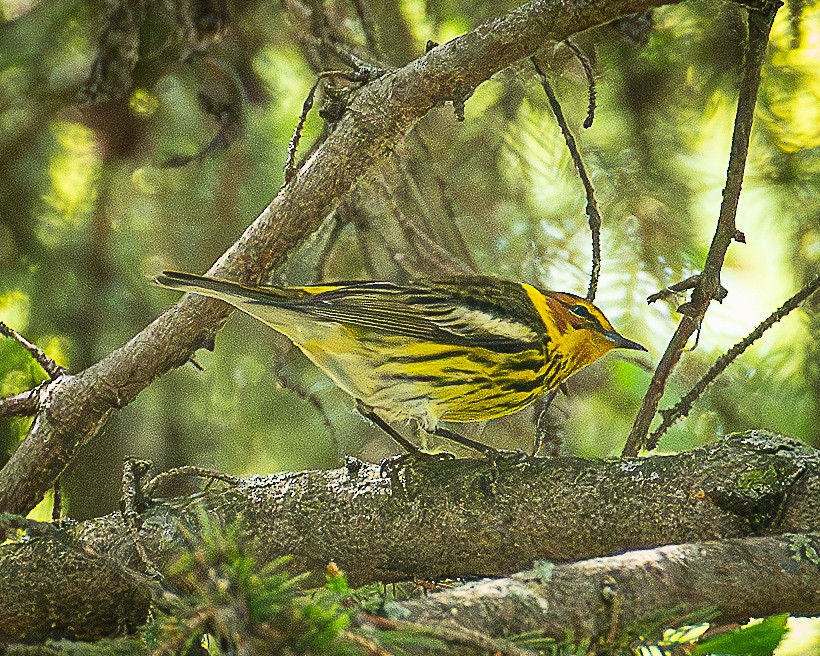 Cape May Warbler - Martin Tremblay