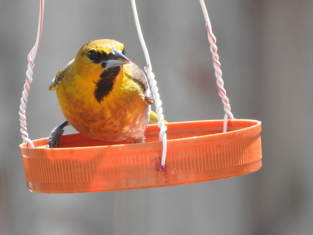 Bullock's Oriole - Diane Thomas