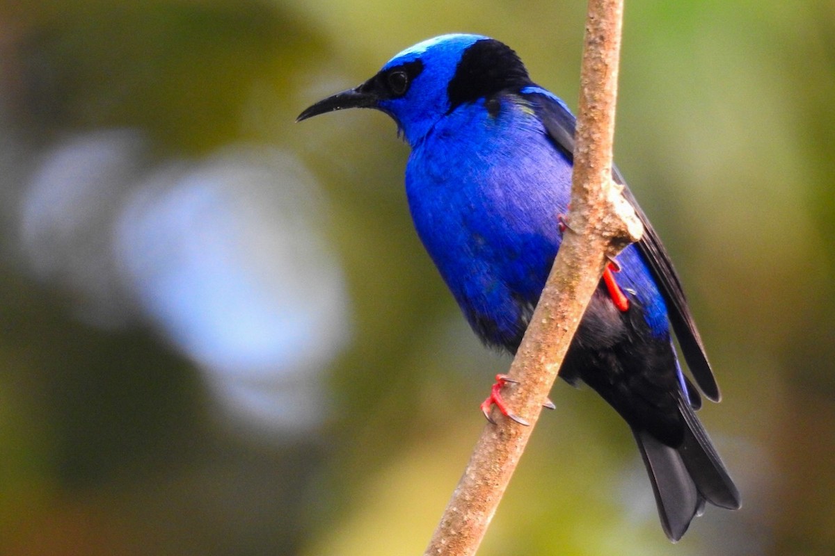 Red-legged Honeycreeper - Rony Zuniga