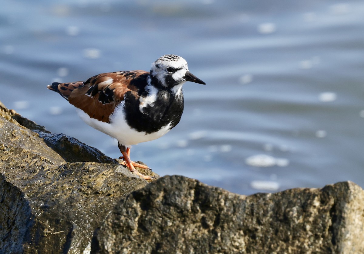 Ruddy Turnstone - Grace Simms  🐦‍⬛