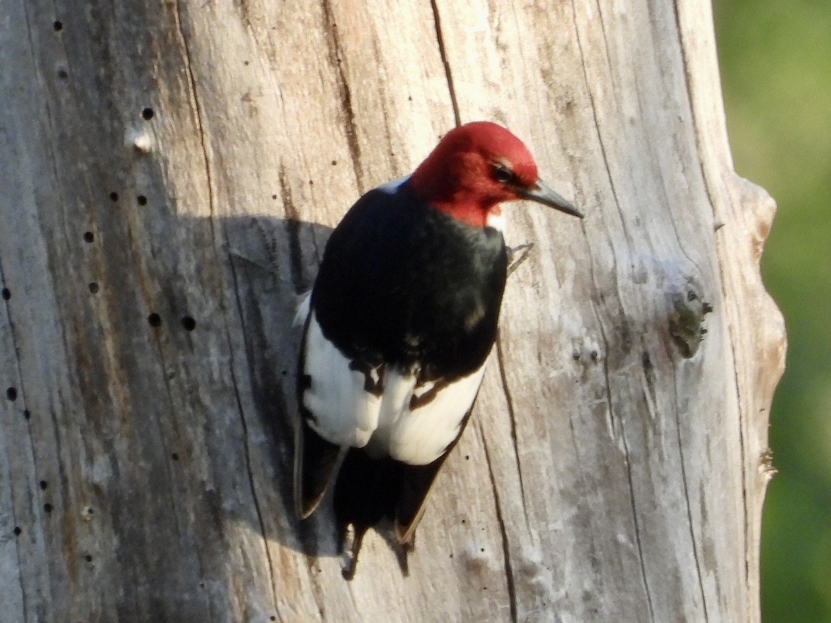 Red-headed Woodpecker - Robin M