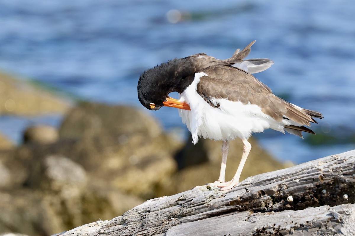 American Oystercatcher - ML619424019