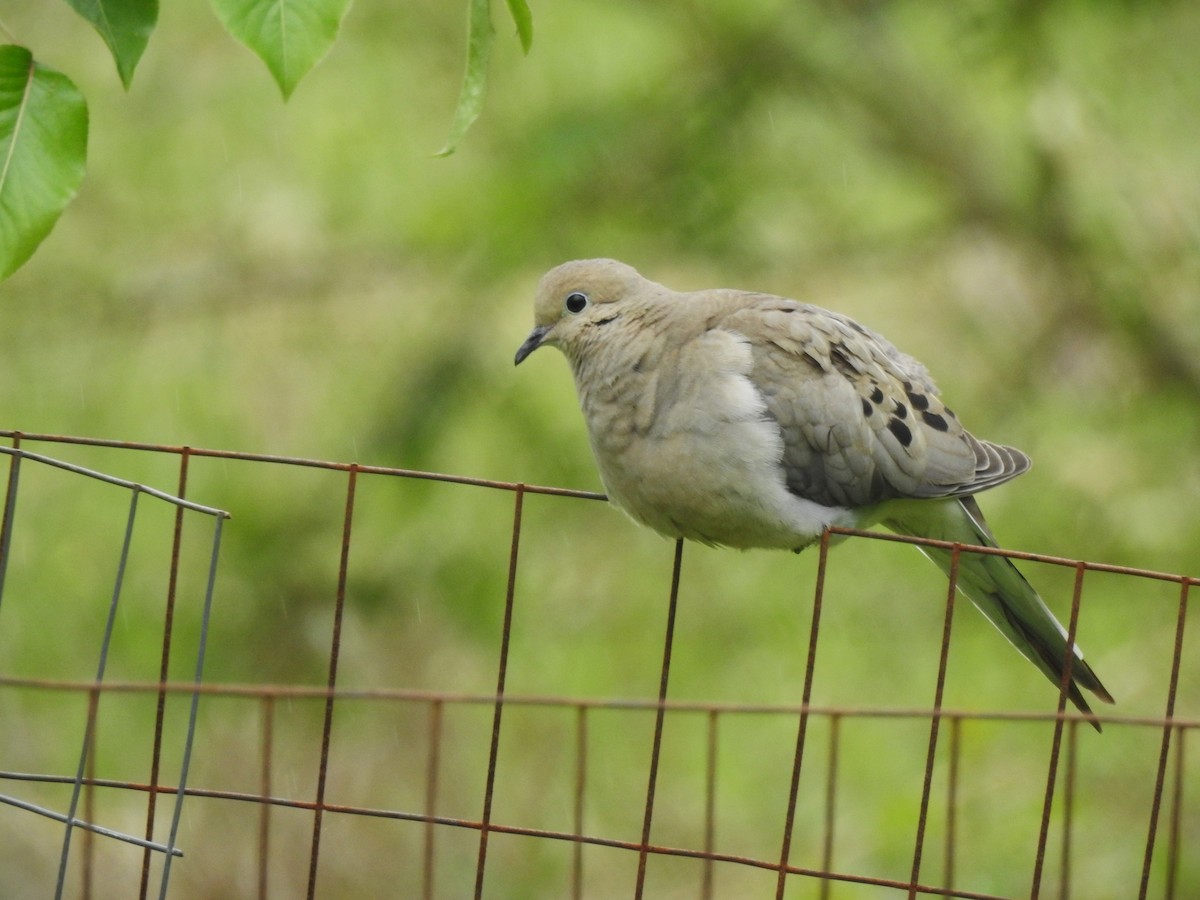 ナゲキバト - ML619424023