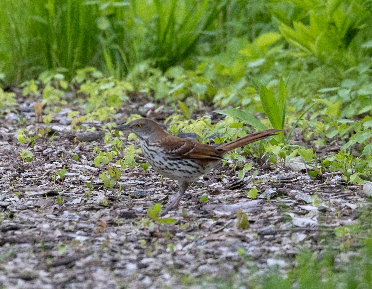 Brown Thrasher - Greg Harrington