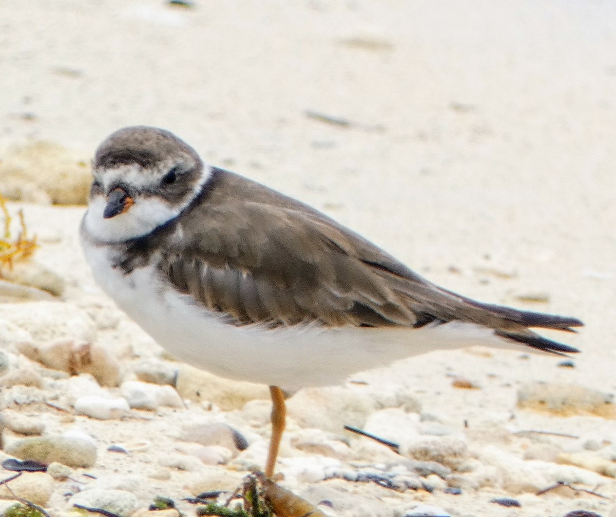 Semipalmated Plover - John Pool