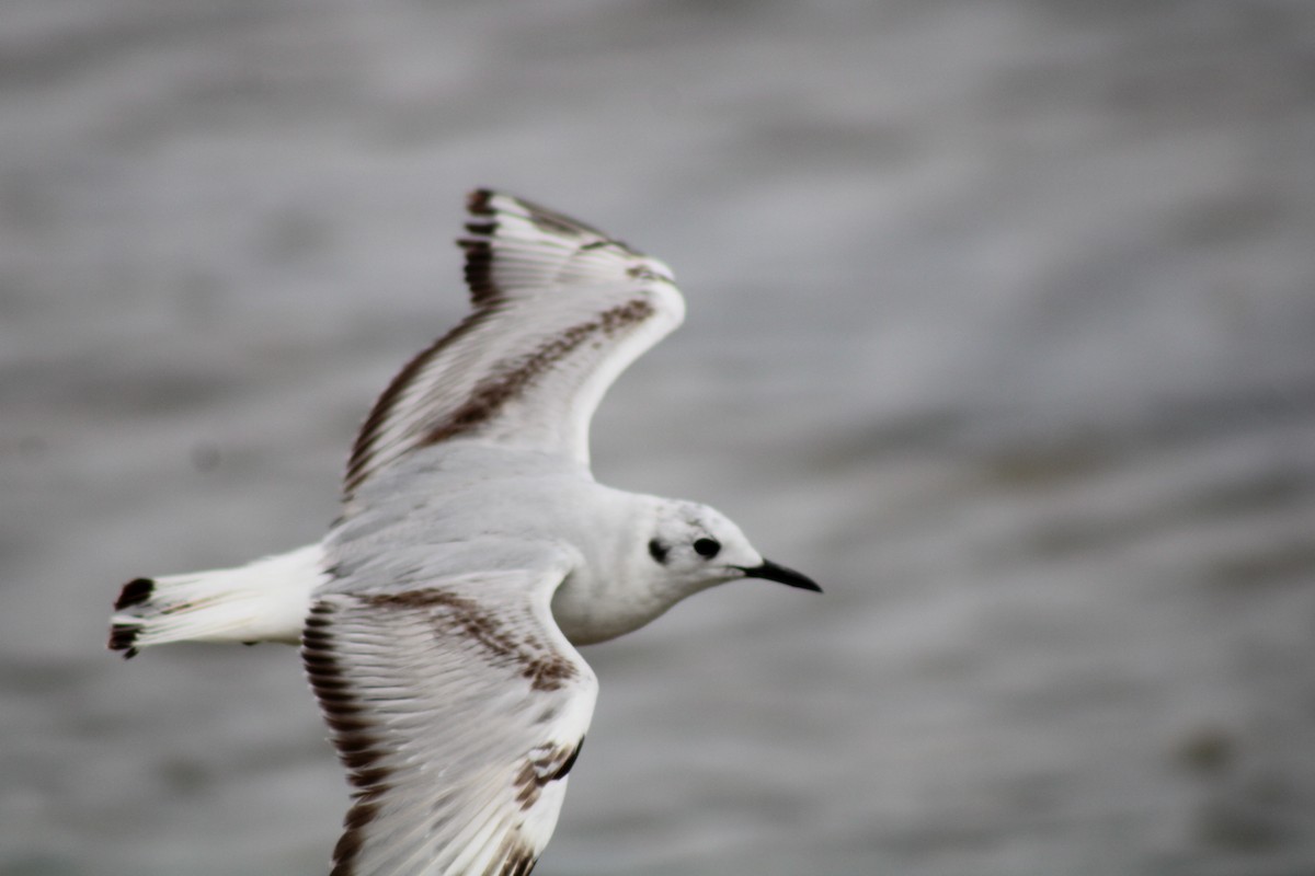 Bonaparte's Gull - Debra Swinford