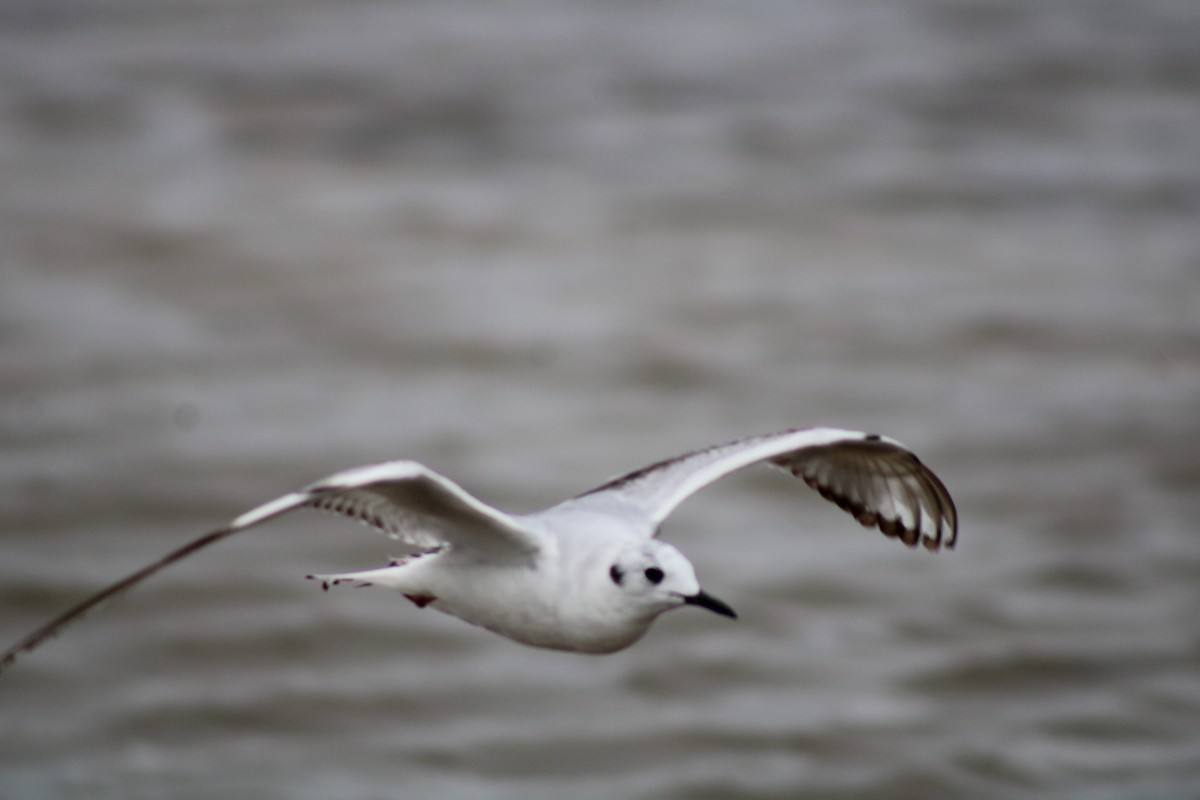 Bonaparte's Gull - Debra Swinford