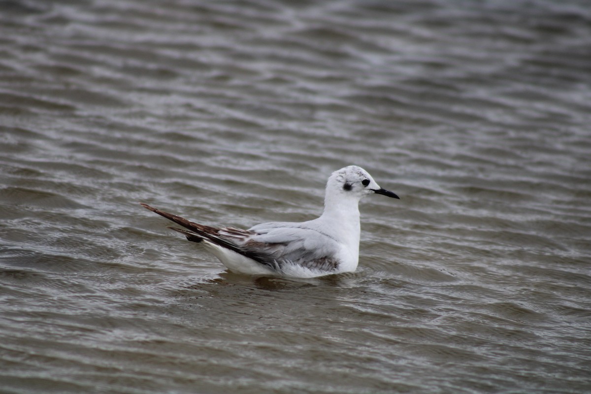 Bonaparte's Gull - Debra Swinford