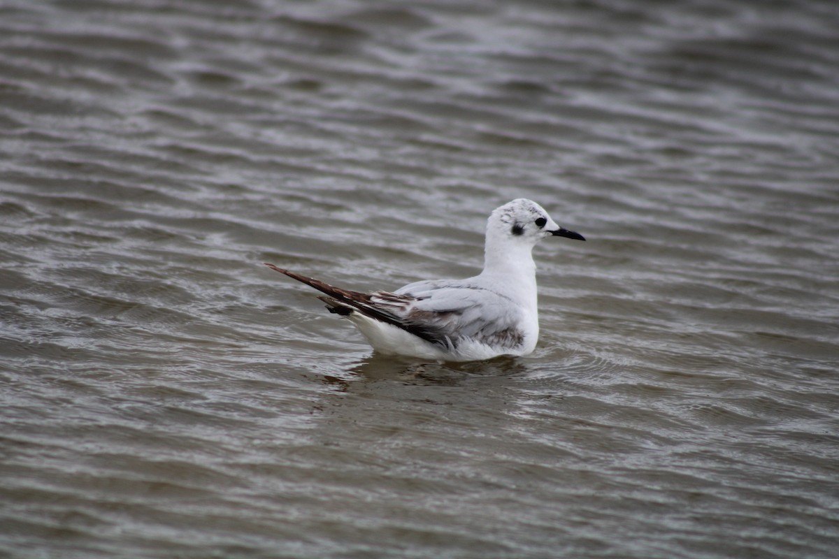 Bonaparte's Gull - Debra Swinford