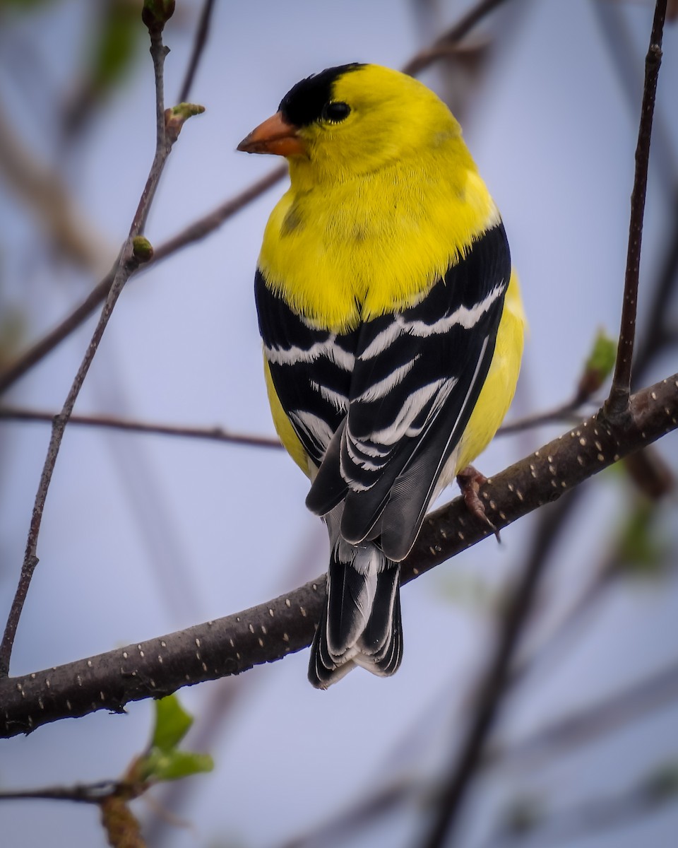 American Goldfinch - Guillaume Daigle