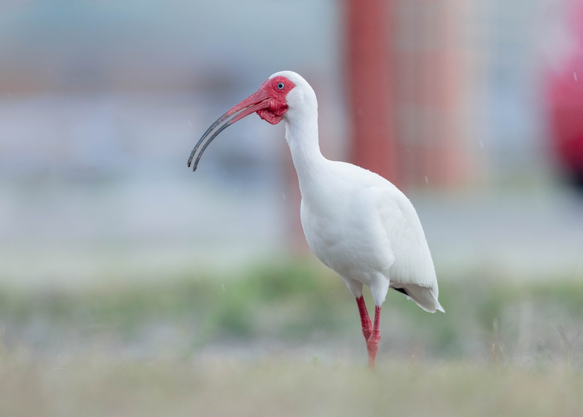 White Ibis - Brennan Stokkermans