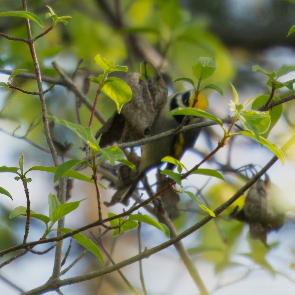 Golden-winged Warbler - Mark Cloutier