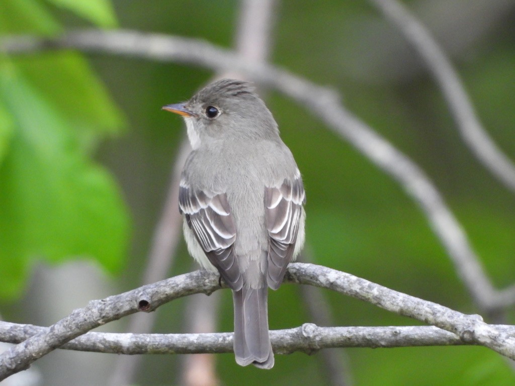 Eastern Wood-Pewee - Elisabeth Cassinari