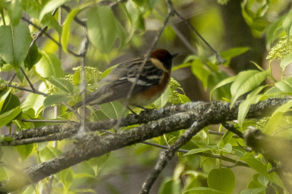 Bay-breasted Warbler - Steve Holzman