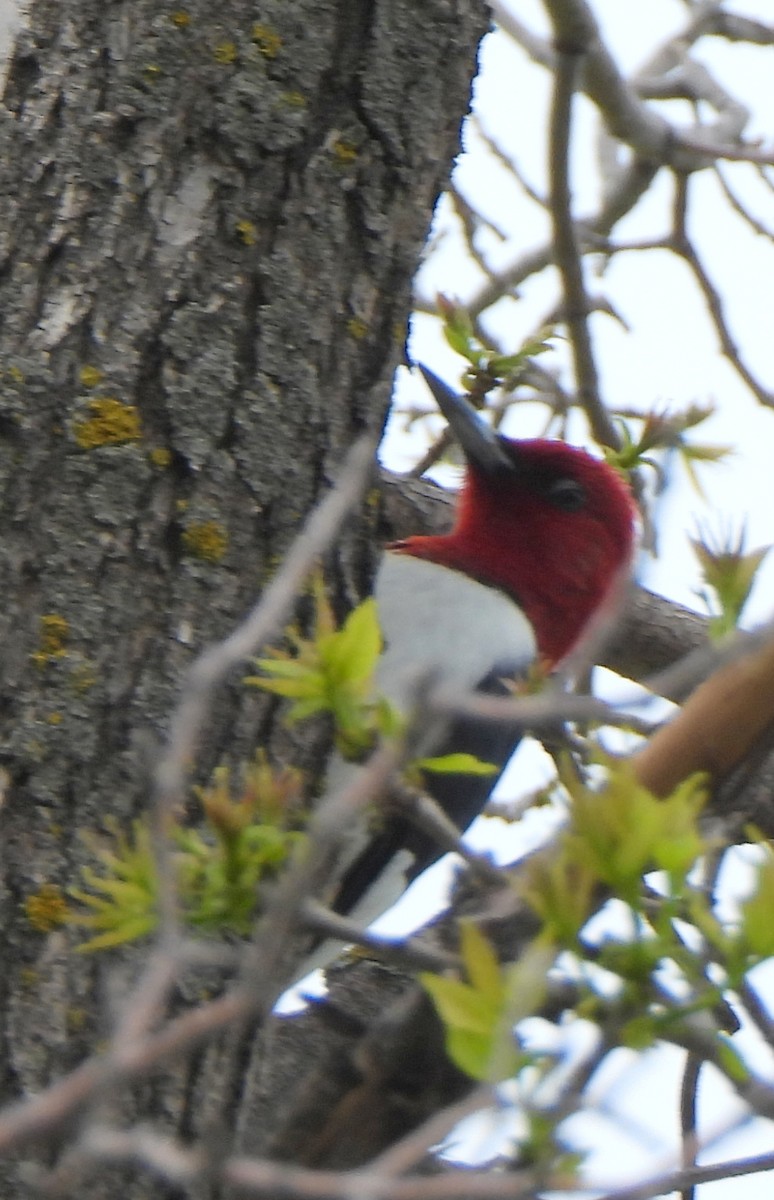 Red-headed Woodpecker - Richard and Janice Drummond