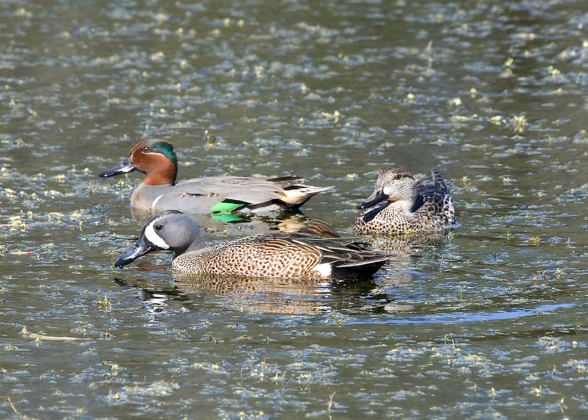 Blue-winged Teal - ML619424087